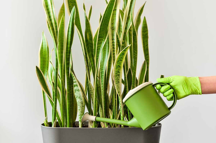 Chính vì thế, chúng chính là lựa chọn số 1 để đặt trong phòng ngủ, có thể đặt trong phòng ngủ để giúp an thần, ngủ ngon mà không lo bị cạnh tranh oxy.