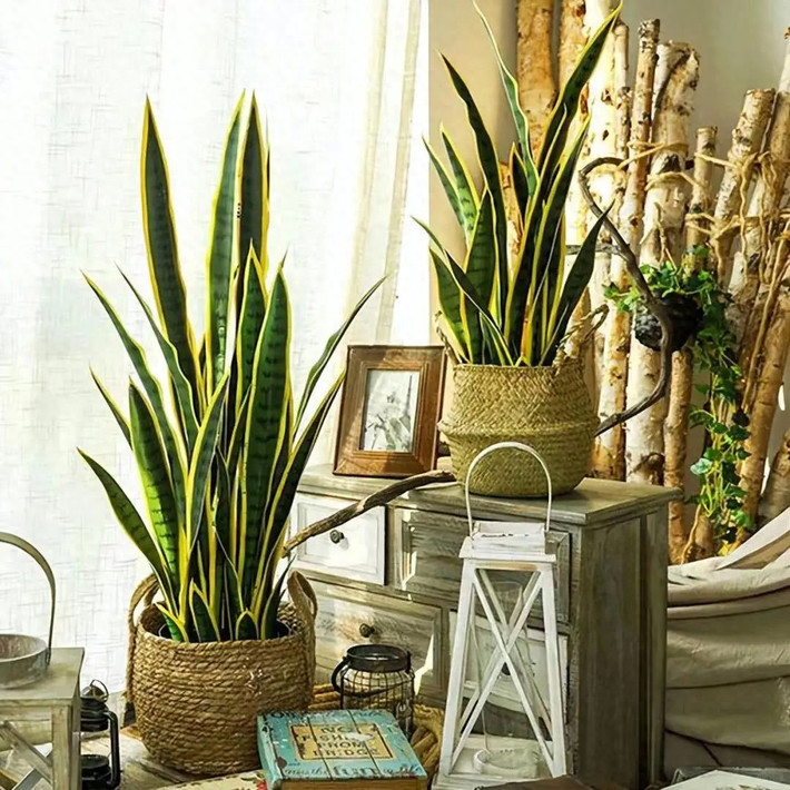 Nếu bạn muốn tìm cây cảnh có vẻ đẹp đơn giản, mạnh mẽ, cá tính, hiện đại và dễ chăm thì lưỡi hổ là một lựa chọn không tồi. Cây cảnh này có đủ mọi loại kích cỡ, đủ hình dáng và quan trọng là rất dễ chăm sóc. Cây phô diễn những chiếc lá xanh như ngọc hay lấp lánh ánh vàng, thời trang, đơn giản và tràn đầy sự chữa lành.