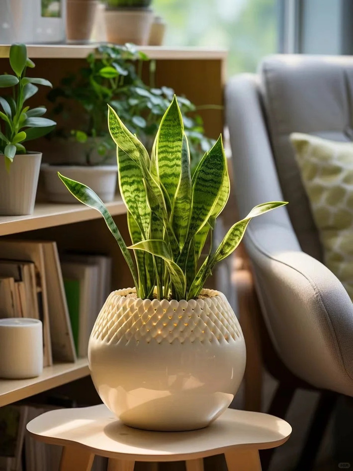 Cây cảnh này có chiều cao khoảng 50-60cm. Đặc điểm nổi bật của chúng là những chiếc lá "kỳ quái", với những hoạ tiết rằn ri trên những tán lá thẳng đứng và cứng cáp. Thân hình cây dạng dẹt hoặc tròn, mọng nước, nhìn hơi sắc nhọn nguy hiểm nhưng thân lại rất mềm, không làm đứt tay khi ta chạm vào.