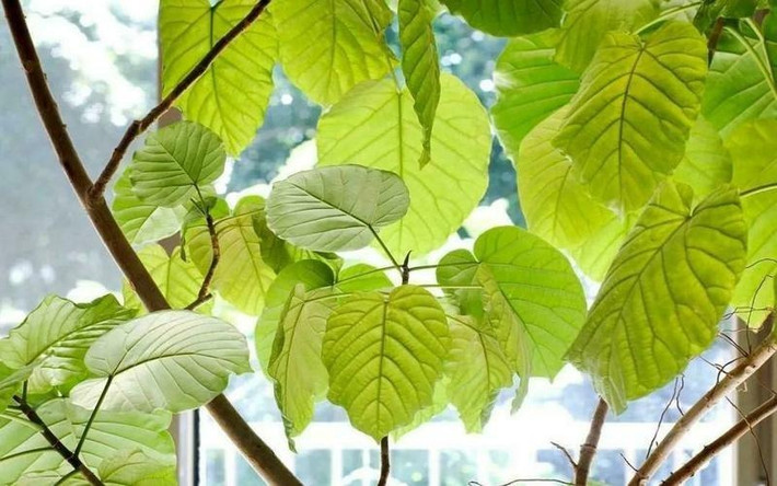 Cây cảnh với những chiếc lá to xanh mướt là chuyên gia lọc không khí. Những chiếc lá có thể hấp thụ các chất ô nhiễm trong không khí, chẳng hạn như carbon dioxide, benzen, formaldehyde, v.v., từ đó làm sạch không khí trong nhà.