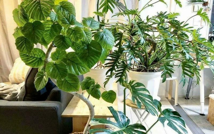 Đặt một cây cảnh này trong phòng khách, cả gian phòng sẽ trở nên tươi sáng và tràn đầy sức sống hơn. Hoặc đặt nó bên cạnh sô pha, bạn ngồi xuống ghế đọc sách, nhâm nhi ly trà, người mắc lên có thể thấy tán ô xanh như rừng rậm trên đầu.