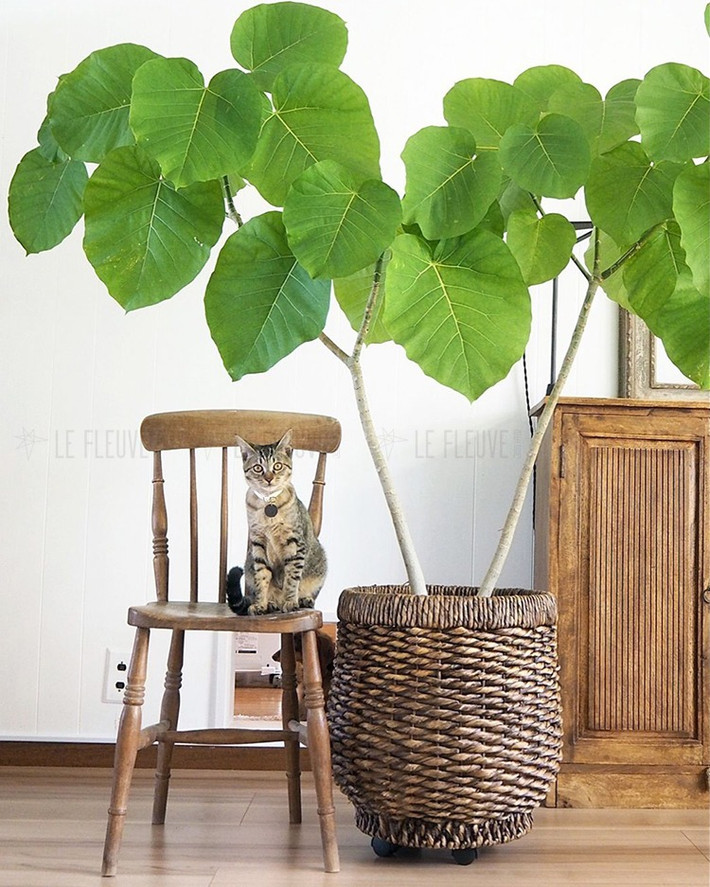 Cây sung "tình yêu" tượng trưng cho sức sống. Lá của nó rất xanh, mang lại cho người ta cảm giác tràn đầy sức sống. Bạn có thể tặng chậu cây sung tình yêu cho một người bạn đang ốm đau nằm viện với hy vọng mang lại cho người ấy tâm trạng vui vẻ, đồng thời mong muốn được hạnh phúc, sớm khỏi bệnh.