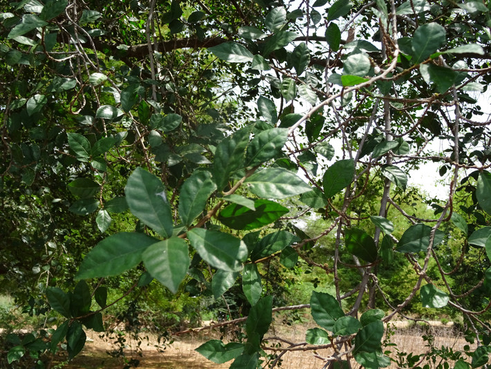 Cây duối không chỉ được biết đến với vai trò làm hàng rào tự nhiên mà còn là một vị thuốc Nam hữu dụng với nhiều công dụng tuyệt vời. Cây duối còn được sử dụng như một vị thuốc trong Đông y điều trị các bệnh như: phù thũng, tiểu đục, gãy xương, sâu răng,...Ảnh minh họa indiabiodiversity