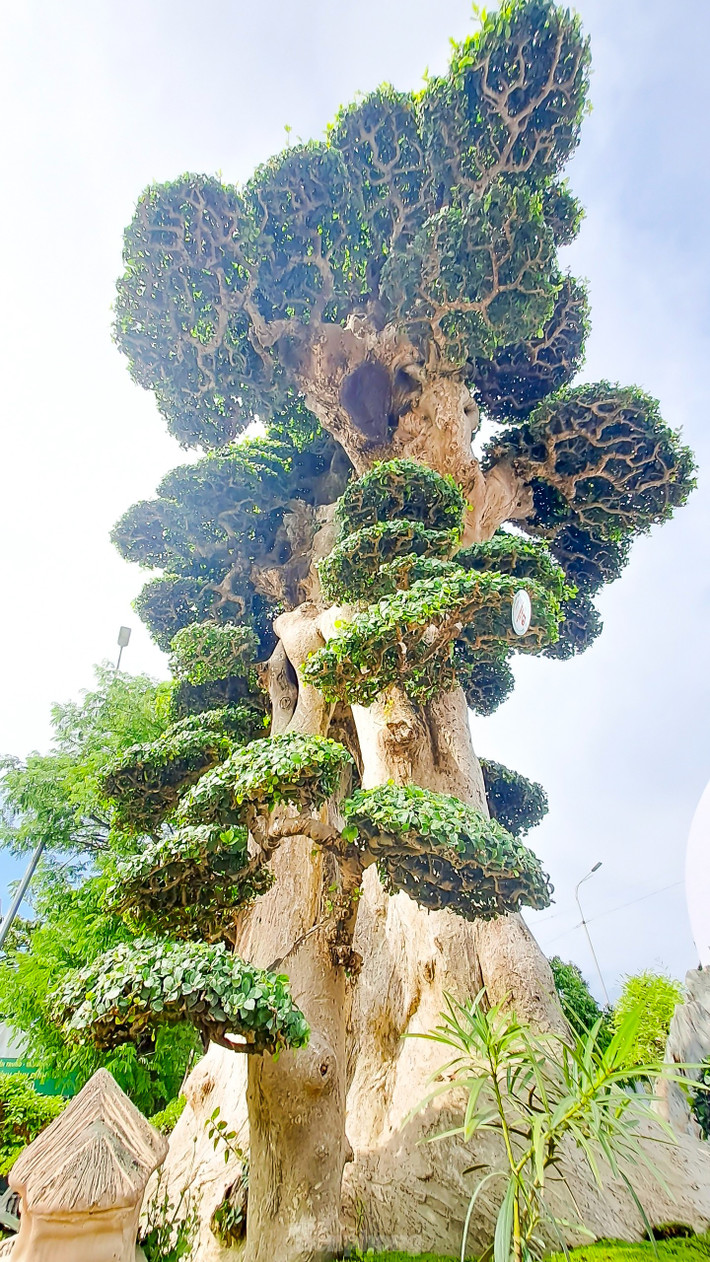 Chủ nhân cây cổ thụ là anh Nguyễn Duy Toàn (SN 1981, một nhà vườn ở huyện Tuy Phước, Bình Định). Anh Toàn mua cây duối cổ thụ từ một nhà vườn khác cũng ở Bình Định. Sau khi mua về, anh tiếp tục chăm sóc, tạo dáng thêm cho cây. Anh Toàn cho biết đã có người muốn mua cây duối của anh với giá 23 tỷ đồng nhưng anh không bán. Ảnh Tiền phong