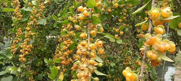 Đặc biệt, những trái duối vàng ươm, ngon ngọt là món quà vặt tuổi thơ vô cùng đáng nhớ trong ký ức của mỗi người. Đi qua cây duối có quả vàng, mỗi đứa trẻ đểu nghển cổ, vít cành để vặt những quả duối như hạt ngô đưa vào miệng. Rất ngọt ngào và đầy lưu luyến. Ảnh minh họa plantnet