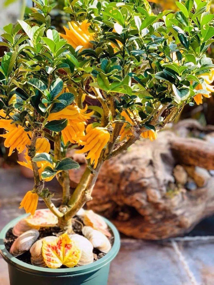 Theo một số chuyên gia văn hóa cho biết từ khi Phật Giáo du nhập từ Ấn Độ vào Việt Nam, các nhà sư đã mang theo một quả có mùi hương dịu nhẹ, hình giống với những ngón tay đưa ra, cong vào rất đặc biệt.