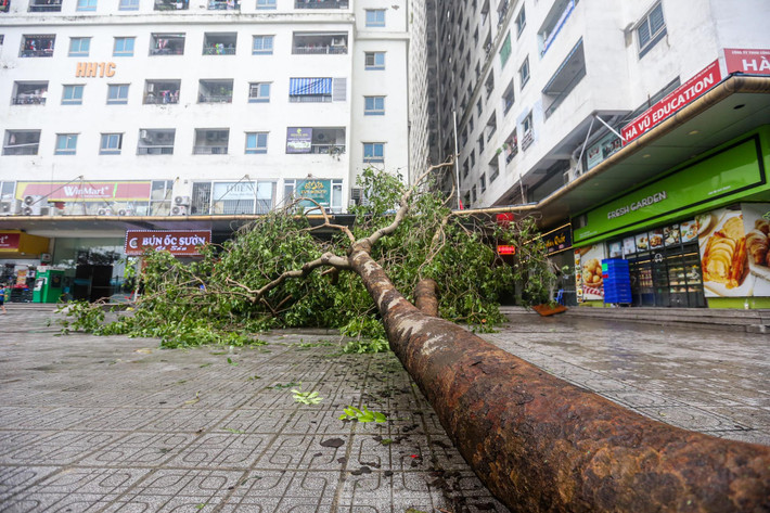 Nhiều cây cao hàng chục mét đổ xuống vỉa hè, rất may không có thiệt hại về người.