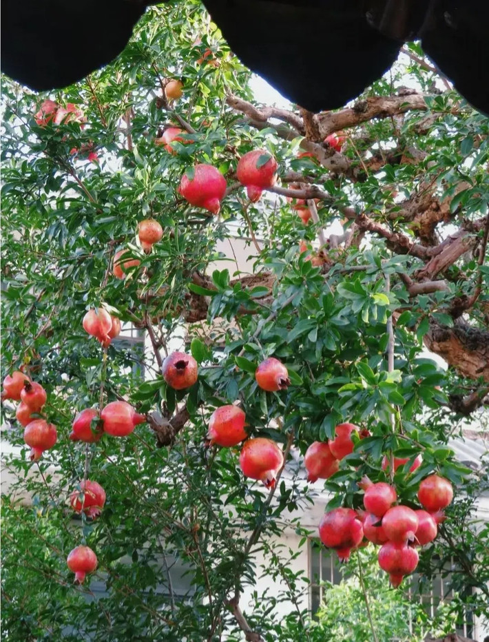 Vào đầu mùa hè hàng năm, cây lựu sẽ nở rất nhiều hoa màu đỏ, nhìn rất rực rỡ, ấm áp, mang đến cho mọi người cảm giác rất sung túc. Người xưa có câu: "Phía Đông trồng lựu là vàng, phía Tây trồng hồng là bạc" nhấn mạnh vai trò tài lộc của cây cảnh này trong phong thủy. Ảnh minh họa SH
