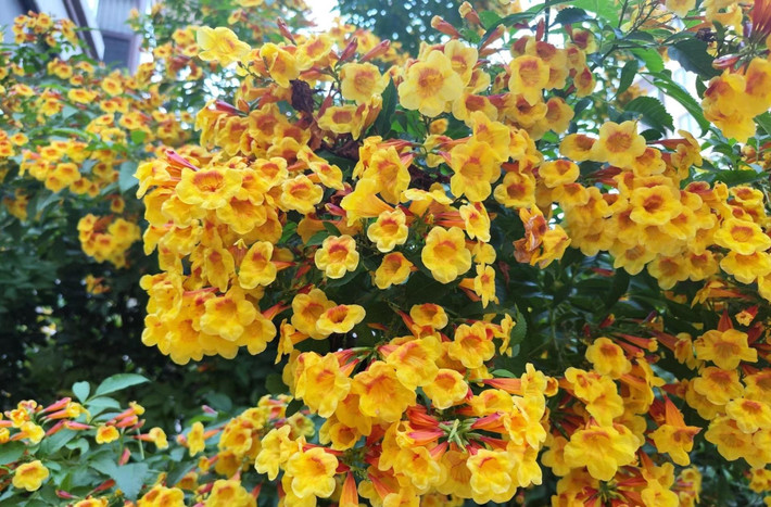 Cây cảnh này thuộc gia đình Chùm ớt (Bignoniaceae). Chị em với chúng là những loài hoa quen thuộc như cây chùm ớt (rạng đông), cây lăng tiêu, phượng tím... Đặc trưng của gia đình Chùm ớt là những bông hoa giống như những chiếc chuông (kèn) xinh đẹp. Ảnh minh họa Toutiao