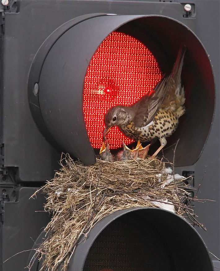 Chim Turdus philomelos chăm con trên cột đèn báo giao thông.