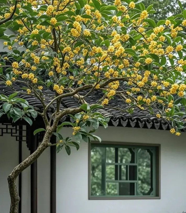 2. Người xưa nói: Trồng mộc hương trước nhà, thu hút quý nhân. Cây cảnh mộc hương còn gọi là mộc tê, quế hoa, hoa mộc (tên tiếng Anh là Osmanthus fragrans) có hương thơm ngào ngạt, quanh năm xanh tốt.