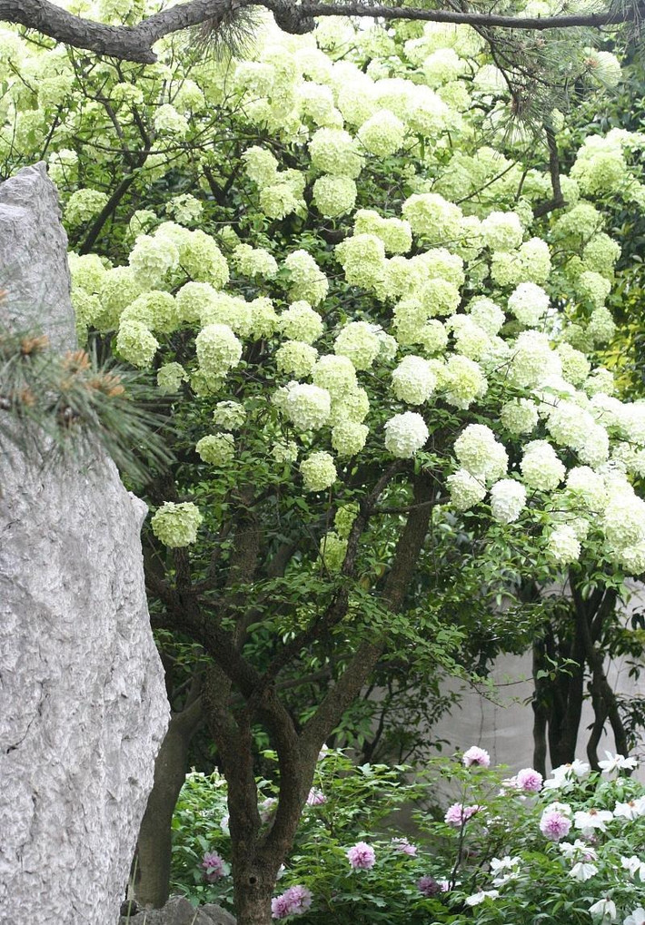 1. Người xưa nói: Trồng cây bóng tuyết trước nhà, thu hút tài chính dồi dào. Ngày nay, ngày càng nhiều người yêu hoa thích hoa bóng tuyết. Người xưa cho rằng, cây cảnh này là một bông hoa tốt lành. Nó thường được trồng trong sân vườn để có thể phát triển đầy đủ.