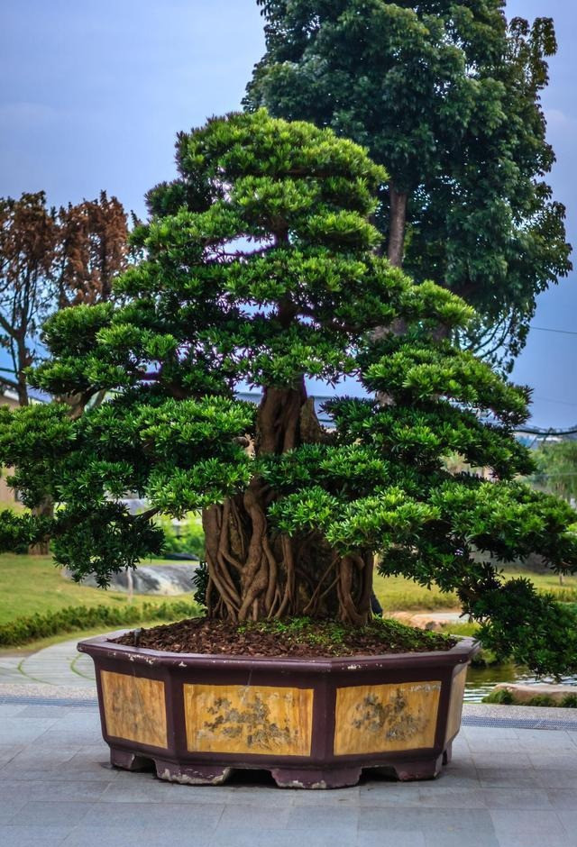 3. Người xưa nói: Trồng tùng La Hán trước nhà, của cải truyền qua nhiều thế hệ. Loại cây bonsai cuối cùng người xưa khuyên bạn nên trồng trong sân là cây tùng La Hán. Hình dáng cây của nó đẹp hơn mộc hương và bóng tuyết.