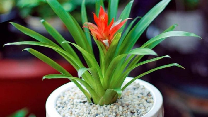 Dứa cảnh nến đỏ là một loại cây thân thảo có lá mềm, hoa màu xanh bóng, hoa màu đỏ tươi và tràn đầy niềm vui, rất thích hợp để bày trong một chậu cây trong Tết Nguyên đán.