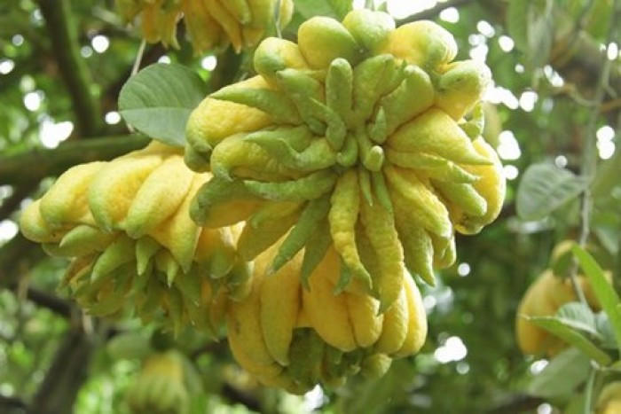 Chính vì có hương thơm đặc biệt, dài lâu cùng với ý nghĩa tâm linh như vậy mà nhiều người Việt dùng phật thủ để trưng trên bàn thờ Phật, tổ tiên vào dịp Tết Nguyên đán, mong muốn lưu giữ thần Phật, tổ tiên trong nhà lâu hơn để phù hộ cho gia đình nhiều may mắn, an lành và no ấm. Hoa phật thủ khi nở ra có mùi thơm, nở thành từng chùm rất dễ chịu, có tác dụng thử mùi, thanh khiết phòng rất tốt. yên tâm.