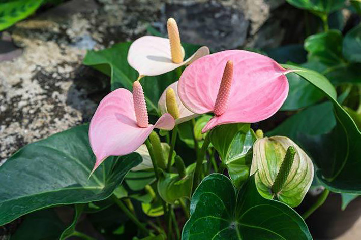 Cây cảnh hồng môn đúng như tên gọi của nó, có ý nghĩa phong thủy là "cánh cửa đỏ" mở ra tương lai may mắn, hạnh phúc cho con người. Cây cảnh này cũng có ý nghĩa hút tài lộc, giúp sự nghiệp, công danh của gia chủ thêm thịnh vượng.