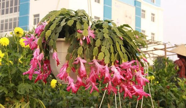 Hoa thường có màu hồng và đỏ với ngôn ngữ hoa "may mắn". Trong phong thủy, màu đỏ là màu may mắn, cát tường nên loài hoa này được cho rằng sẽ mang lại may mắn cho gia đình.