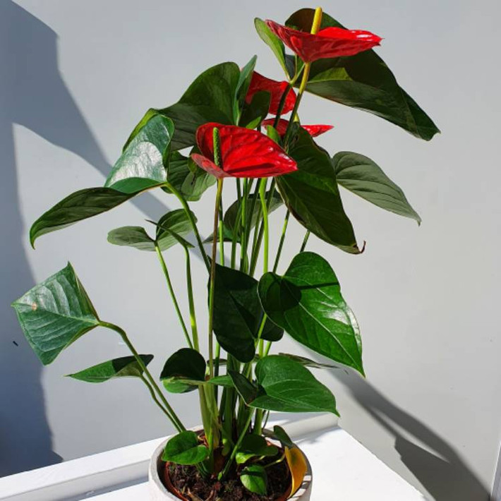 Nếu đặt ở phòng làm việc ở cơ quan giúp chủ nhân thăng tiến, còn đặt ở cửa hàng sẽ giúp việc kinh doanh thuận lợi hơn. Hồng môn cũng tượng trưng cho sự thịnh vượng và may mắn. Cây cảnh này là loài hoa chuyển vận không thể thiếu trong dịp Tết Nguyên đán.