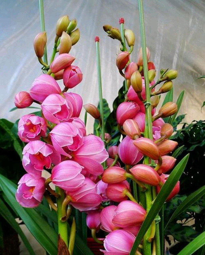 Địa lan được mệnh danh là “bông hoa phú quý của con người” trong thế giới hoa. Nó có màu sắc phong phú, hoa xếp tầng khi nở và thời gian ra hoa dài, có hoa nở rất lâu.