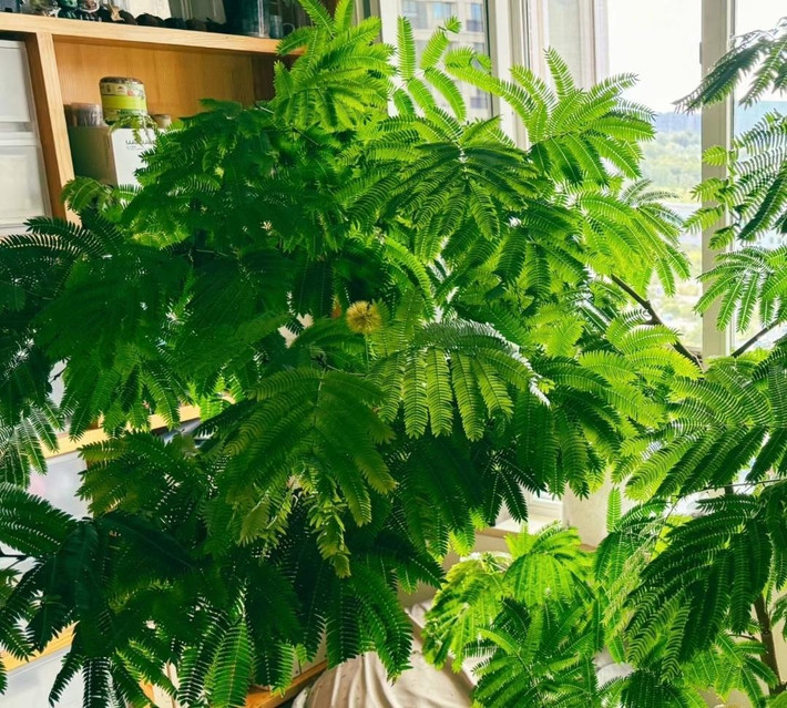 Nếu bạn giữ một chiếc ở nhà, cây sẽ trở thành cây cảnh rất lãng mạn, làm cho ngôi nhà của bạn ấm áp hơn và cải thiện hạnh phúc của bạn. Lá cây giác mảnh mai như lông chim, rậm rạp và ngăn nắp, mang đến cho người ta cảm giác yên bình và sâu lắng về vẻ đẹp.