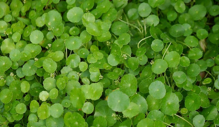 Sau khi cỏ tiền đồng nở hoa, hoa của nó không có giá trị làm cảnh cao, bản thân hoa cũng có mùi lạ, có người cho là có mùi hôi. Người xưa cho rằng, điều này làm ảnh hưởng đến phong thủy, ngăn trở tài lộc vào nhà.