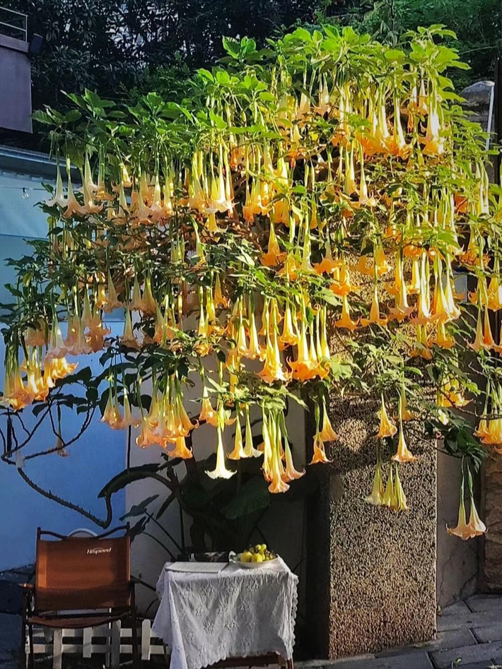 Cây cảnh này rất đẹp nhưng toàn thân đều có độc, nếu ăn phải sẽ bị ngộ độc, thậm chí trong trường nặng còn dẫn đến hôn mê, co giật, tử vong sau 24 giờ. Khi trồng loại cây này nếu vô tình ăn phải thì hậu quả sẽ rất thảm khốc. Ngoài ra, mùi hoa mạn đà la có thể gây ra các triệu chứng như chóng mặt, mệt mỏi, tiếp xúc lâu dài có thể gây ra những ảnh hưởng vô hình đối với sức khỏe.