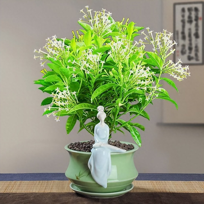 Loài hoa này tỏa ra mùi thơm nồng, có thể gây ra phản ứng dị ứng như hắt hơi, sổ mũi...thậm chí có thể gây khó thở và mất ngủ. Đối với một số người nhạy cảm, nó có thể gây ra các triệu chứng như chóng mặt, tức ngực và thậm chí là mất ngủ. Sức khỏe của mọi người sẽ bị ảnh hưởng, có thể đau đầu, khó chịu, suy nhược cơ thể.