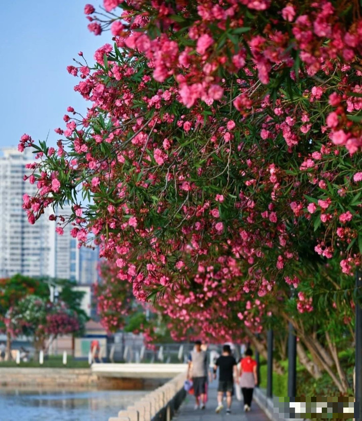 1. Người xưa dặn: Trúc đào trong nhà - mang lại rủi ro. Cây trúc đào có giá trị làm cảnh cao nhưng có độc tính cao, không thích hợp nuôi trong nhà, nhất là những gia đình có trẻ em và vật nuôi. 
