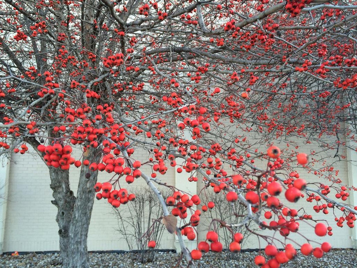 5. Cây cảnh: Táo gai. Táo gai có tên khoa học là Crataegus pinnatifida Bunge, khi quả chín, trên cành phủ đầy quả màu đỏ trông rất lễ hội và đẹp mắt. Ý nghĩa của nó là sự may mắn và tình yêu hạnh phúc. Ảnh minh họa Toutiao