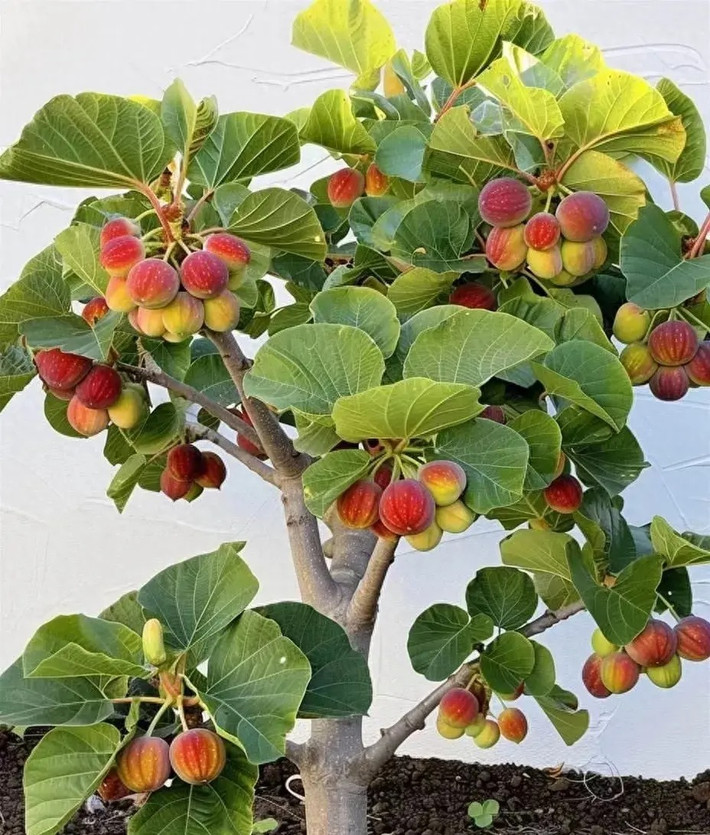 3. Cây cảnh: Sung Mỹ. Cây sung Mỹ hay còn gọi là sung ngọt là thân cây bụi thuộc họ Dâu tằm (Moraceae). Loài cây này mặc dù được trồng nhiều ở Nam Mỹ nhưng sung Mỹ lại có nguồn gốc từ Tây Á. Sung mỹ có thể có cao từ 1.5 đến 2m, thậm chí là 6m. Ảnh minh họa Toutiao