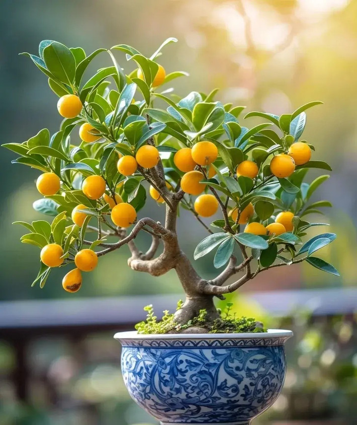 4. Cây cảnh: Quất. Đây là cây cảnh rất thích hợp trồng trong chậu. Trái cây rất giàu vitamin C. Khi nở hoa có mùi thơm. Lá cây quất thường xanh quanh năm. Khi cây quất đơm hoa kết trái có màu đỏ cam và vàng, nhìn đặc biệt đẹp mắt. Ảnh minh họa Toutiao