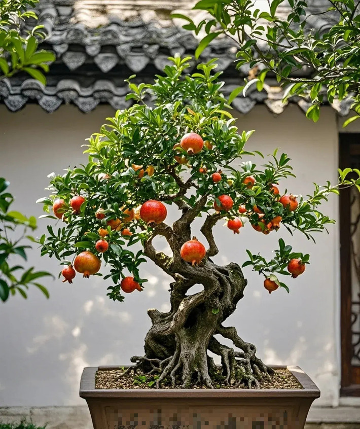 2. Cây cảnh: Lựu. Cây lựu là loại cây rụng lá, cây bụi có thể trồng trong chậu hoặc trên mặt đất nên có thể trồng ở ban công, sân nhỏ. Cây cảnh nở hoa rất đẹp, thời gian ra hoa rất dài, lá xanh và hoa đỏ, trông rất đẹp và rất bắt mắt khi để trong nhà. Ngoài ra, khi quả chín còn được bao phủ bởi những cành màu đỏ trông có vẻ lễ hội và yên bình. Ảnh minh họa Toutiao