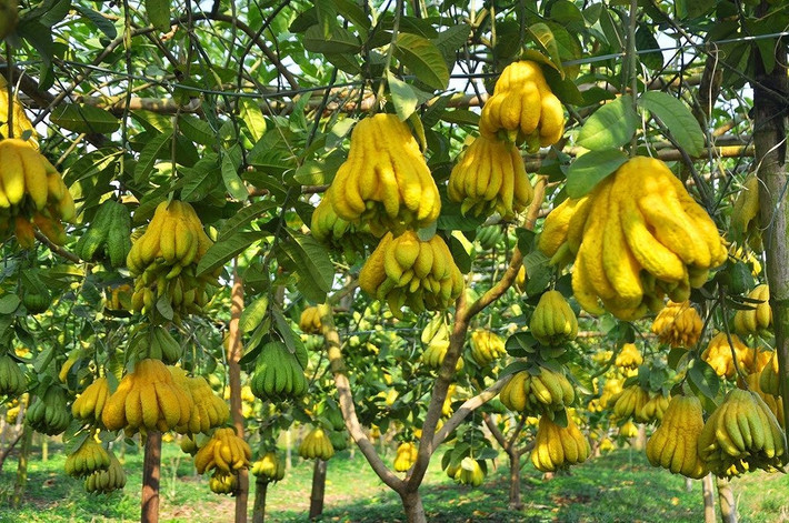 Trong tiếng Hán Việt, phật thủ cũng đồng âm với từ phước lành nên được xem là cây cảnh mang lại phúc lành viên mãn và trường thọ. Quả phật thủ có hương thơm thanh thoát, theo phong thủy, cây cảnh phật thủ có thể trừ tà, mang đến may mắn, tốt lành cho gia chủ, đón khách quý, mang đến tài lộc.