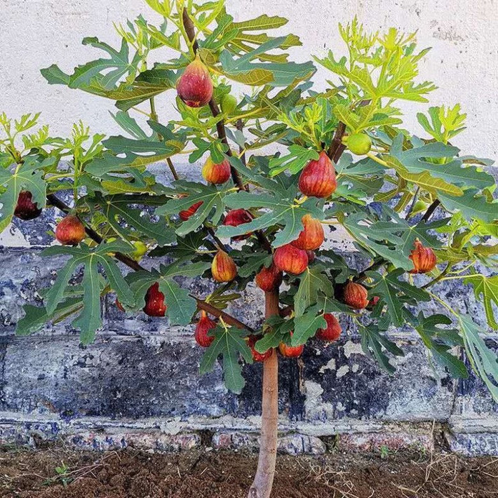 Ăn một ít thường xuyên sẽ rất bổ dưỡng. Ngoài ra, quả sung còn có tác dụng chữa chứng khó tiêu, chán ăn,… Có thể nói, nó không chỉ bồi bổ sức khỏe cho con người mà còn bảo vệ sức khỏe.