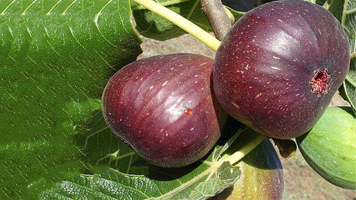 Cây cảnh này không chỉ dùng để trang trí, mà quả còn rất ngon, dẻo, thơm, có độ ngọt vừa miệng. Quả sung Mỹ còn được dùng để ủ làm nước uống tốt cho sức khỏe, giúp nhuận tràng, đào thải độc tố. Quả sung có vị ngọt, dẻo, có thể nói là có vị ngọt và giàu chất dinh dưỡng.