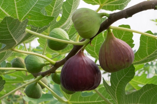 Cây sung Mỹ có ý nghĩa phong thủy nhờ vào trái chín đỏ tía và trái nặng trĩu cành tượng trưng có sự ấm no, đầy đủ, hạnh phúc của gia đình. Chữ “sung” được hiểu theo ý nghĩa là “sung túc”, tức là mang lại sự viên mãn, tròn đầy, may mắn và thành công, từ đó đem đến tiền tài và danh lợi cho gia chủ.