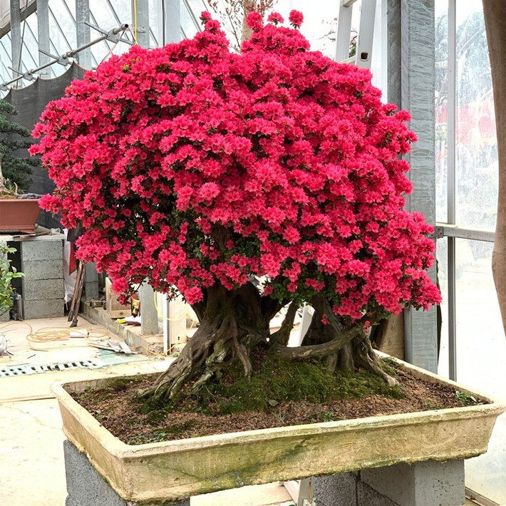 Khi hoa đỏ nở khắp núi vào mùa xuân, các ngọn núi rực rỡ sắc màu, như mây lững lờ trong rừng và được mệnh danh là “mỹ nhân giữa các loài hoa” hay "tiên giữa muôn hoa".
