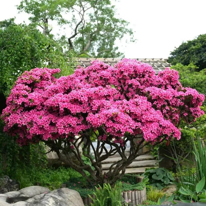 Cây cảnh đỗ quyên thuộc họ thạch anh với "họ hàng" đông đảo khoảng 800-1000 loài khác nhau: Đỗ quyên (tên khoa học là Rhododendron). Một trong những loài đỗ quyên được yêu thích trồng trong nhà nhất là đỗ quyên Nhật Bản. Ảnh minh họa Toutiao