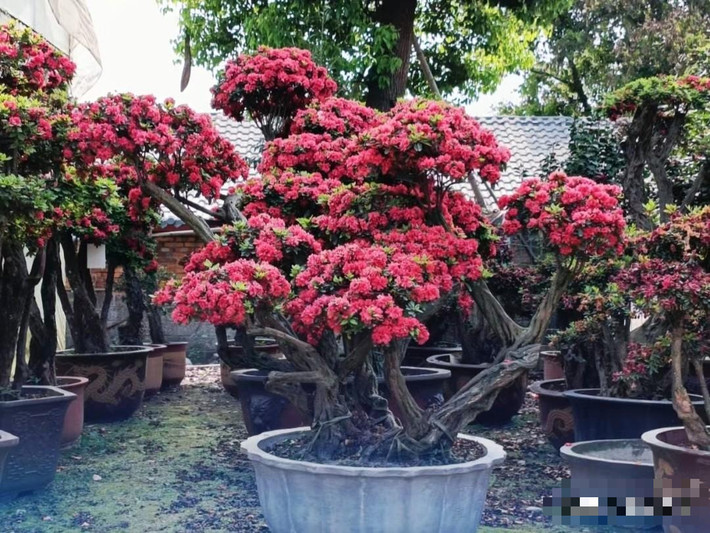 Tên gọi tiếng Anh của nó là Satsuki azalea, tên khoa học là Rhododendron indicum. Đây là một loại đỗ quyên được người Nhật trồng và lai tạo rộng rãi. Loài này có nguồn gốc từ vùng núi Nhật Bản. Ảnh minh họa Toutiao