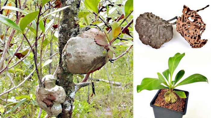 Khối u này vừa là nơi trú vừa là nguồn cung cấp thức ăn cho kiến và chúng sẽ bảo vệ, thụ phấn hoa, phát tán hạt cho cây bí kỳ nam