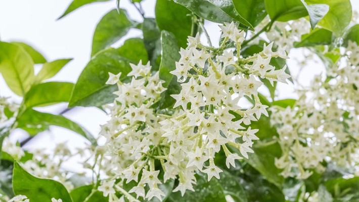 Ngoài ra, mùi thơm của dạ lý hương sẽ thu hút một lượng lớn côn trùng bay tới, ảnh hưởng đến chất lượng cuộc sống. Nếu cây cảnh khiến người nhà ốm đau, mệt mỏi thì việc trồng chúng trong nhà sẽ không may mắn, có thể gây thất thoát tài lộc, khiến vận khí trong gia đình bị giảm sút.