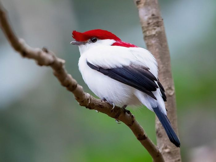Chim di Araripe (Antilophia bokermanni) dài 15cm, là loài chim đặc hữu của cao nguyên Araripe, Đông Bắc Brazil. Loài chim có màu lông dễ nhận biết này được phát hiện vào năm 1998, là loài nằm trong diện nguy cấp.