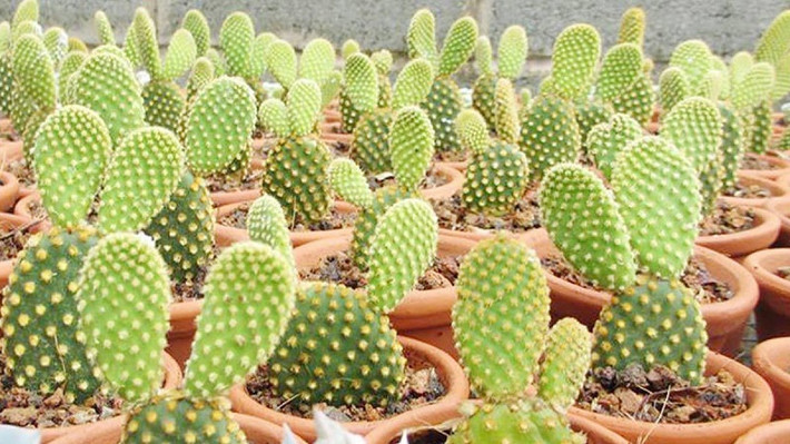 Cây cảnh này thích ấm áp và sợ lạnh. Khi nuôi nó vào mùa đông, nhiệt độ cần phải trên 12 độ. Ngoài ra, nên giảm tần suất tưới nước và đất hơi khô, thuận lợi hơn cho sự sinh trưởng và phát triển vào mùa đông của cây cảnh.