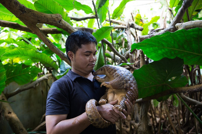 Anh Nguyễn Văn Thái chăm sóc tê tê tại khu vực chăm sóc dài hạn của Save Vietnam's Wildlife. Ảnh: SVW