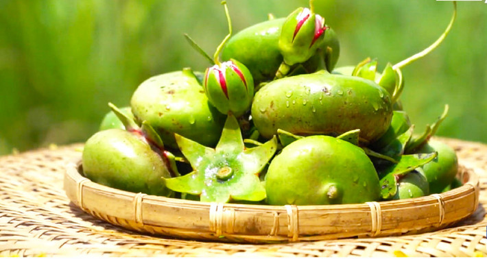 Ngoài việc chế biến thành thực phẩm, cây bần được cho là rất hữu ích trong đông y. Trái bần chua được sử dụng làm thuốc đắp vào chỗ viêm tấy vì bong gân. Ở Ấn Độ, người ta dùng dịch trái lên men làm thuốc ngăn chặn chứng xuất huyết. Ở Malaysia, người ta giã lá lẫn với cơm làm thuốc đắp chữa bí tiểu tiện rất hiệu quả.