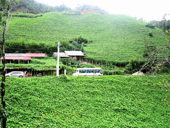 Những giàn su su khổng lồ dưới chân đèo được cư dân bản địa trồng từ nhiều năm nay.