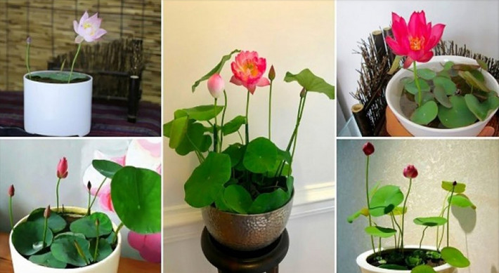 Ngoài ra, trên thị trường còn xuất hiện cả loại sen mini, giống từ Nhật Bản.