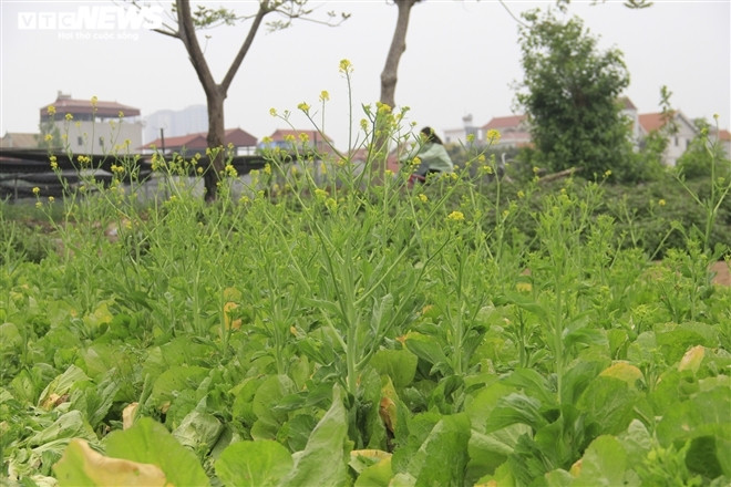 Những luống rau cải không ai mua, hoa mọc dài. Người dân phải cắt bỏ ngay tại ruộng để làm phân bón.