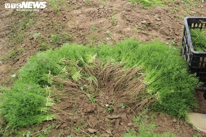Tiếc của, bà Xuân thỉnh thoảng lựa nhặt để mang ra chợ bán, nhưng mất công sức mà lời lãi chả bao nhiêu.