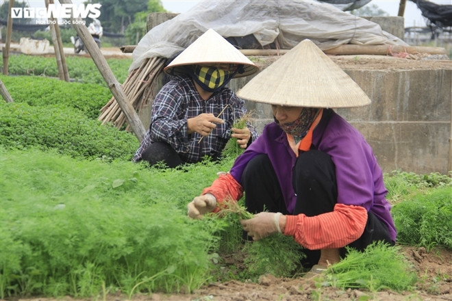 Bà Xuân - người trồng rau ở Tây Tựu cho biết, từ sau Tết đến nay, thương lái không thu mua hàng khiến giá rau thì là giảm sâu, thậm chí cho không cũng không ai lấy. Nguyên nhân là bởi các quán ăn, nhà hàng ở Hà Nội phần lớn đang tạm thời đóng cửa, dừng hoạt động để phòng dịch COVID-19.